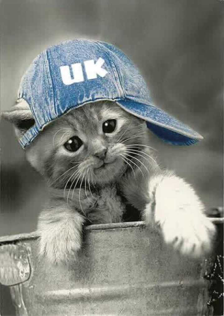 cat