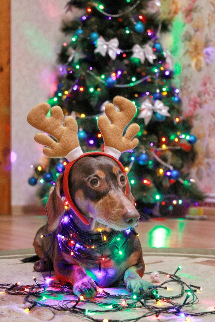 Новогодняя собака