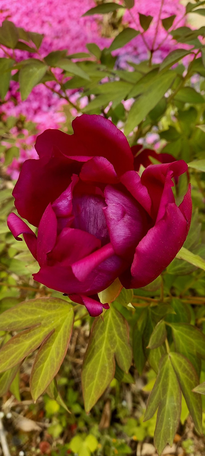 peony.모란꽃