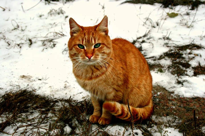 Рыжий котик