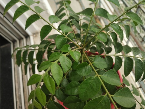 curry leaves
