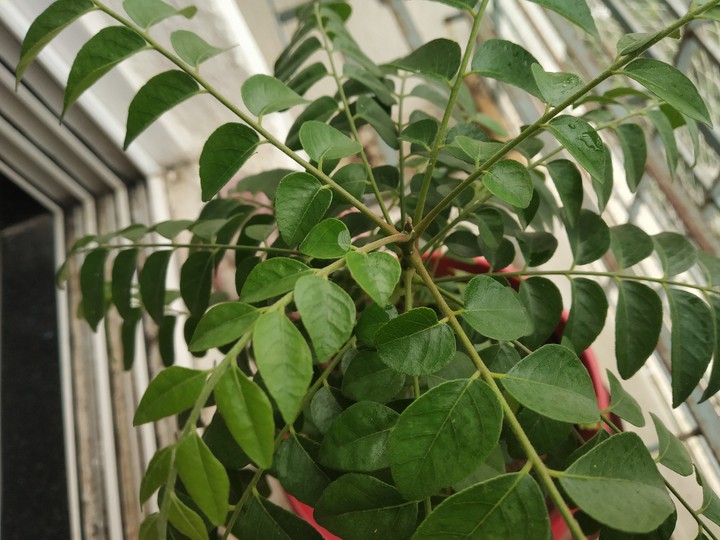 curry leaves