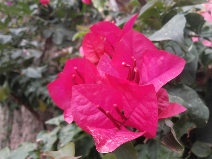 flower