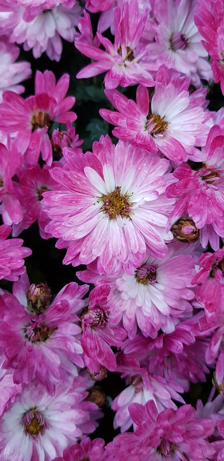 pink flouwer