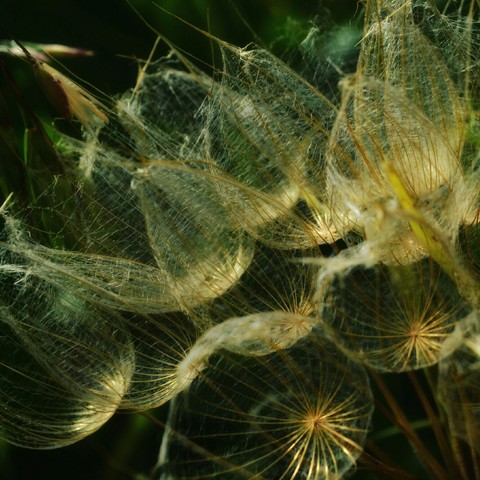 papéis de parede dandelion, plant