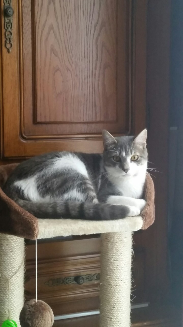 notre chat