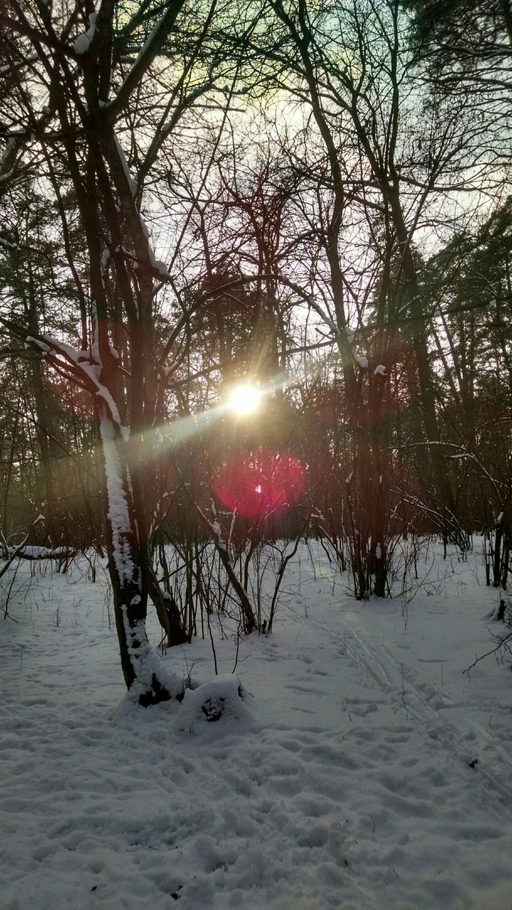I was in forest last weekend.