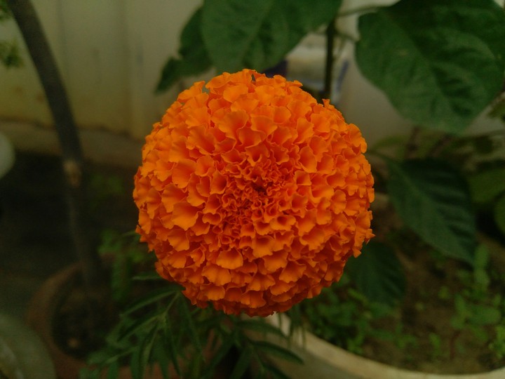 Marigold