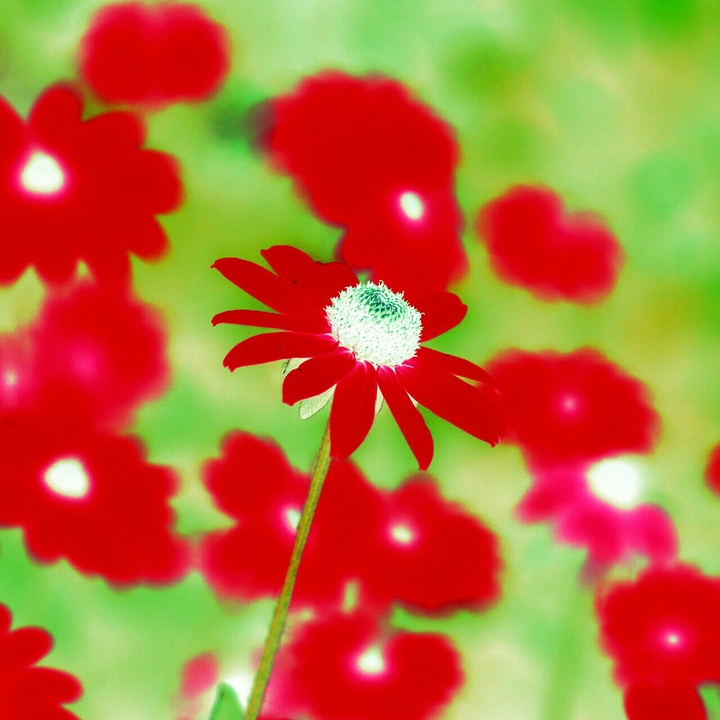 flowers negative