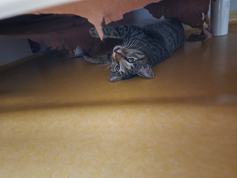 Flooring, Floor achtergronden