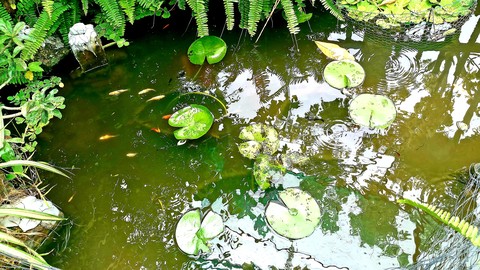 Vietnamese nature