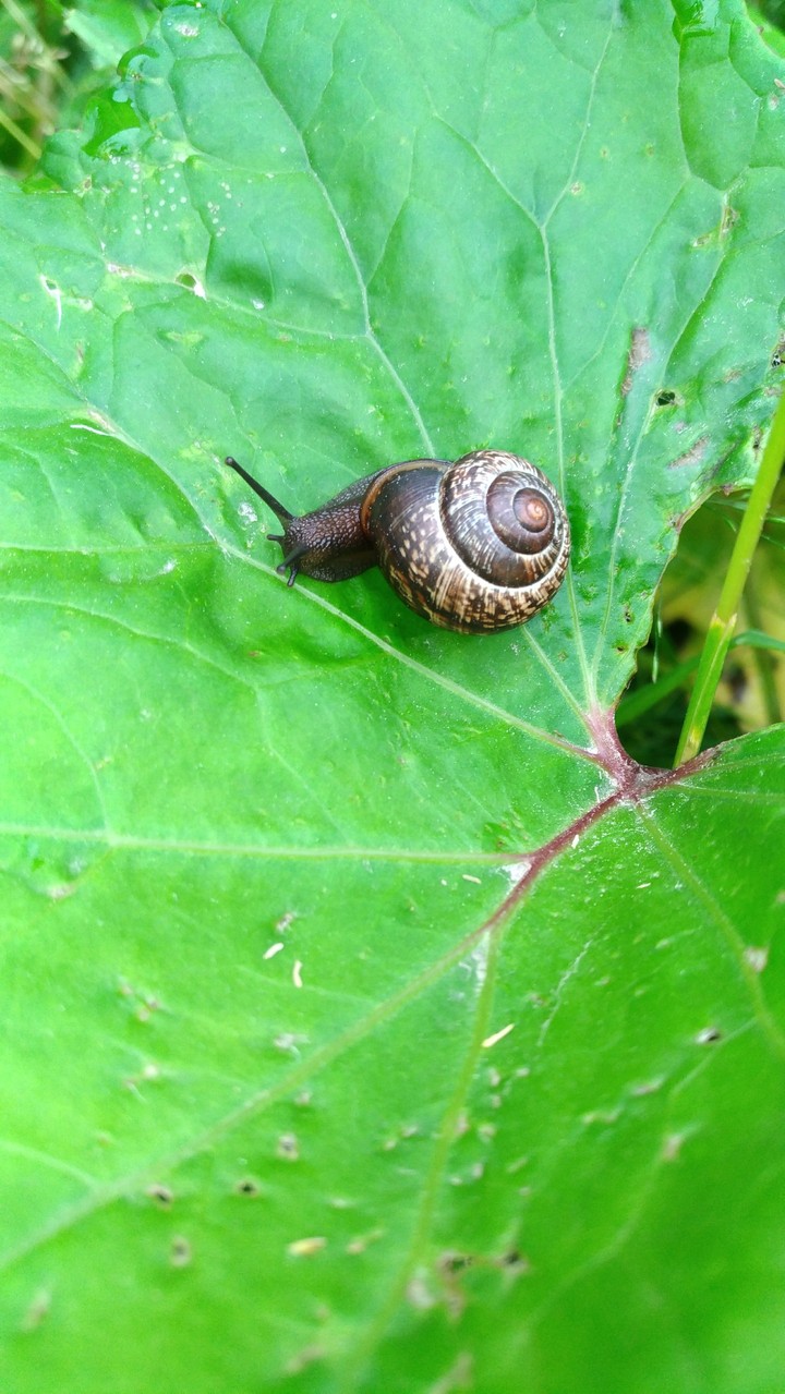 Snail