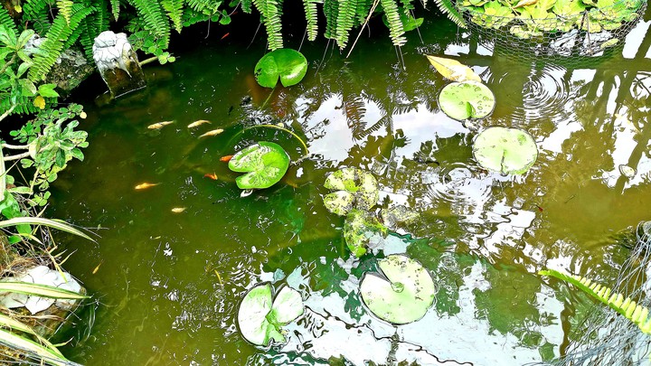 Vietnamese nature