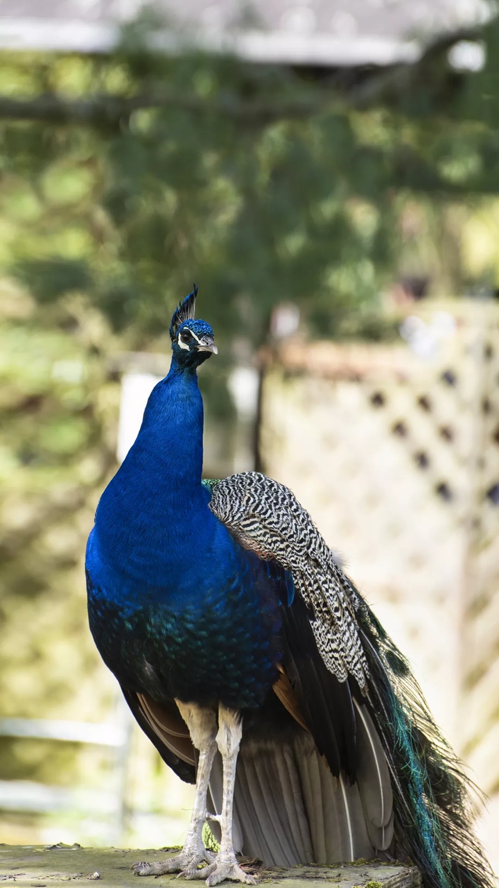 peacock