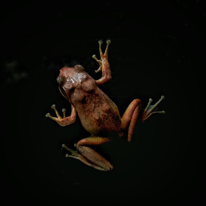 Naked Froggy Roaming and Posing!