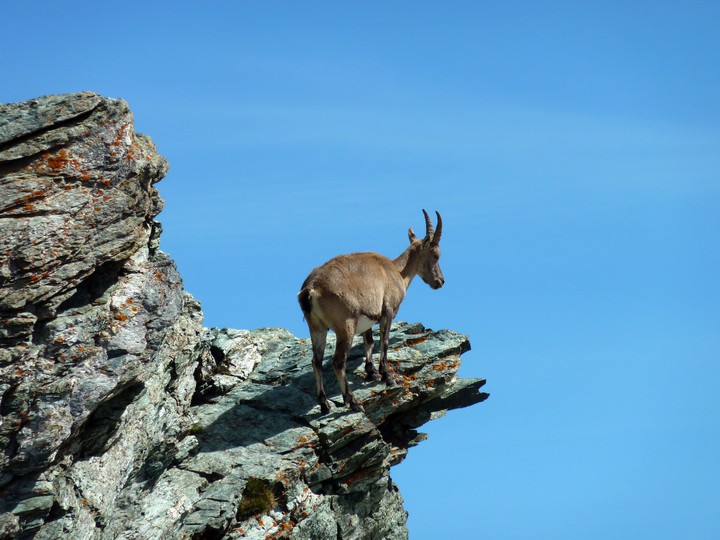 Steinbock auf dem Gornergrat