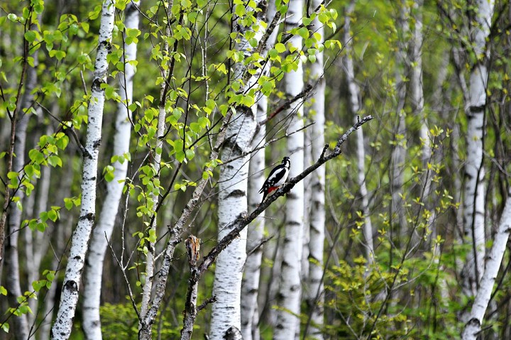 spring calling
