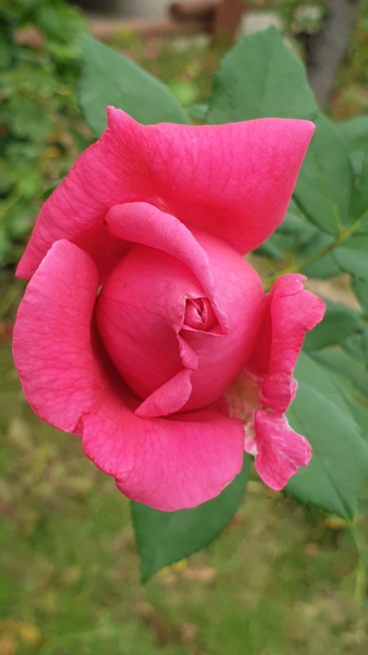 장미