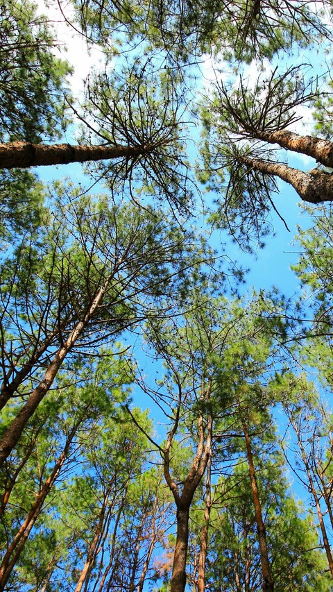 aa