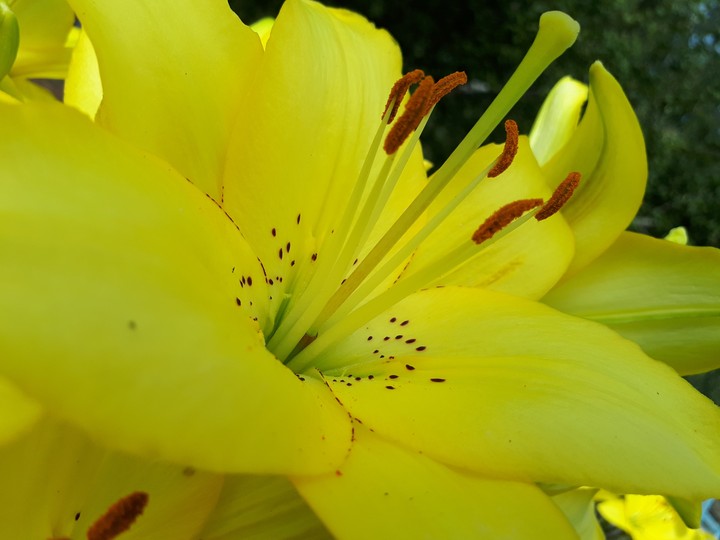 flowers