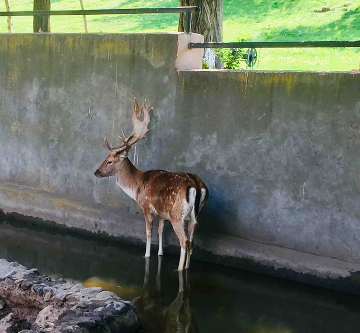 Deer