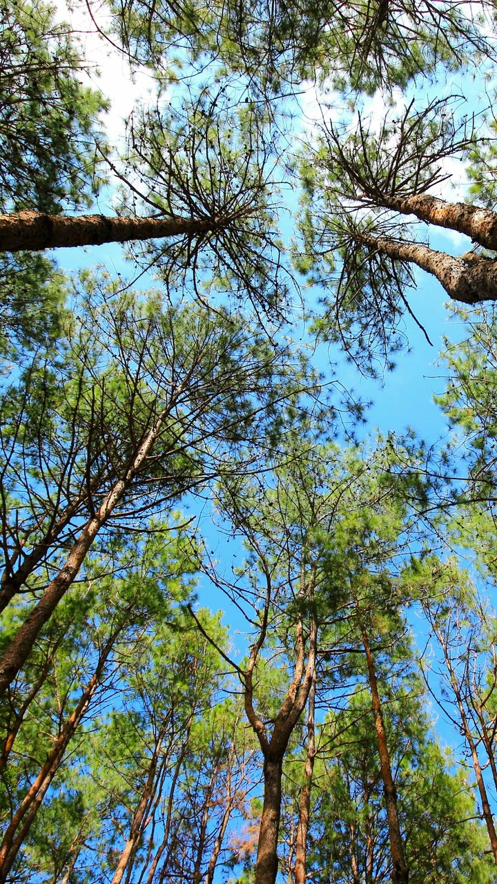 aa