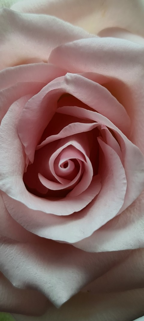 шпалери nature, rose
