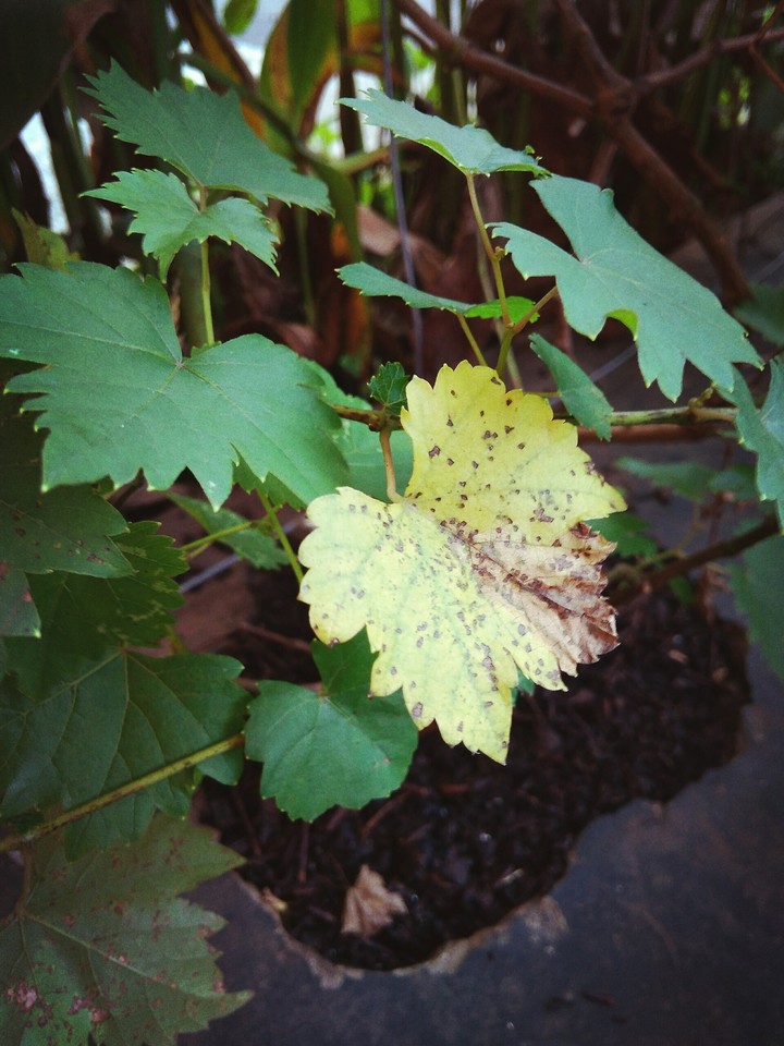 leaf