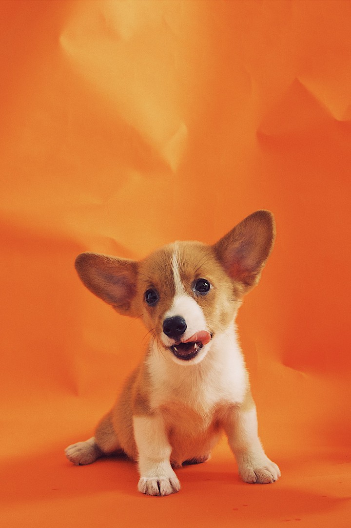 Puppy