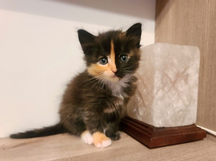 котенок