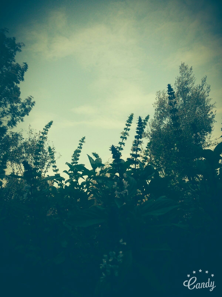 plants /nature