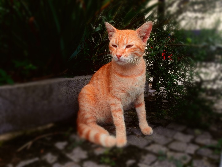 street cat