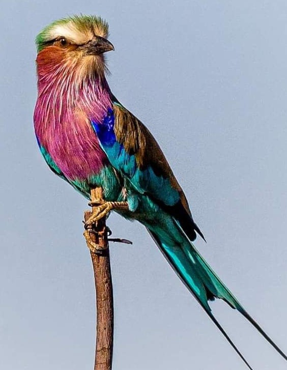 Bird