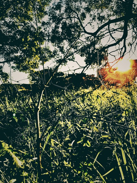 Sunset in the nature