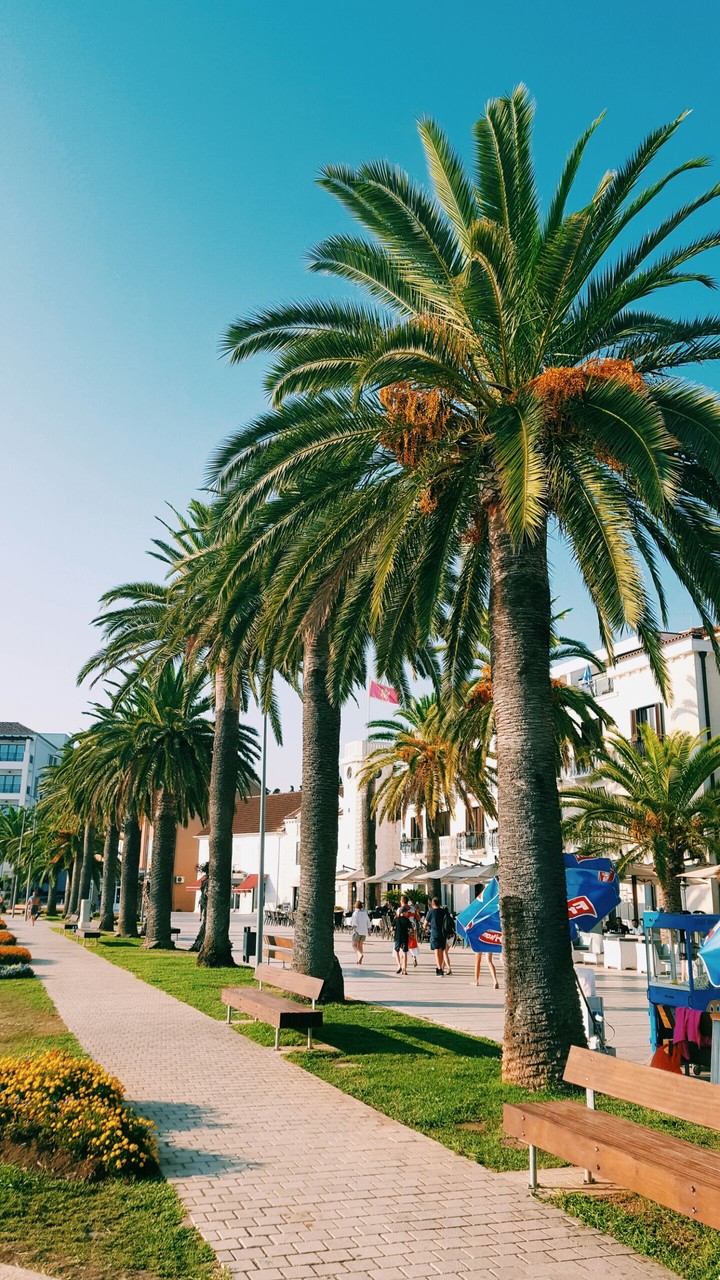 Palms