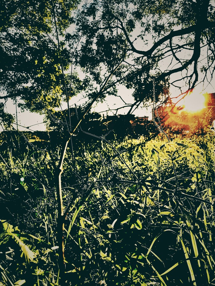 Sunset in the nature