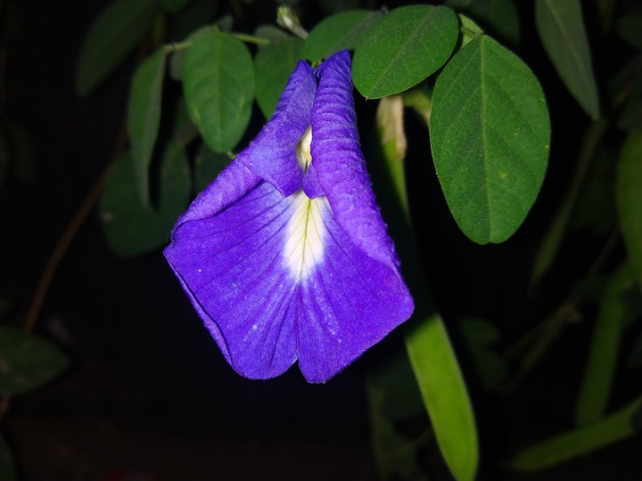 Winter flower