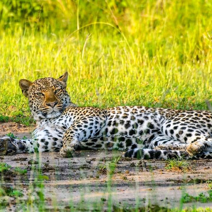 tiger in the plains of Queen Elizabeth national park.