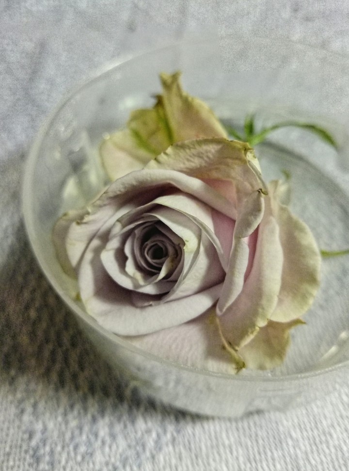rose