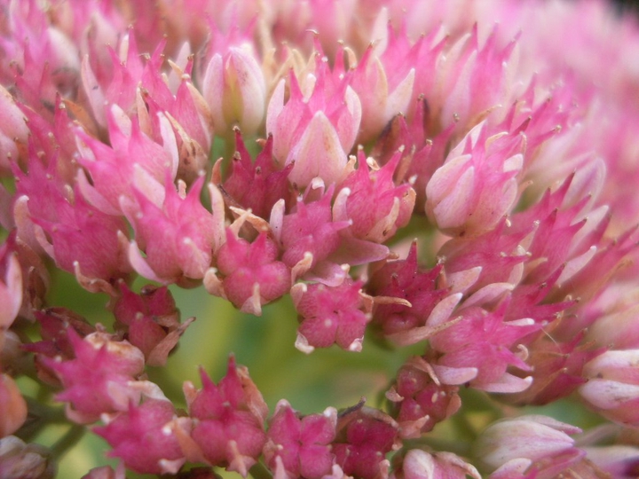 macro