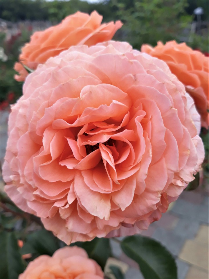 Rose