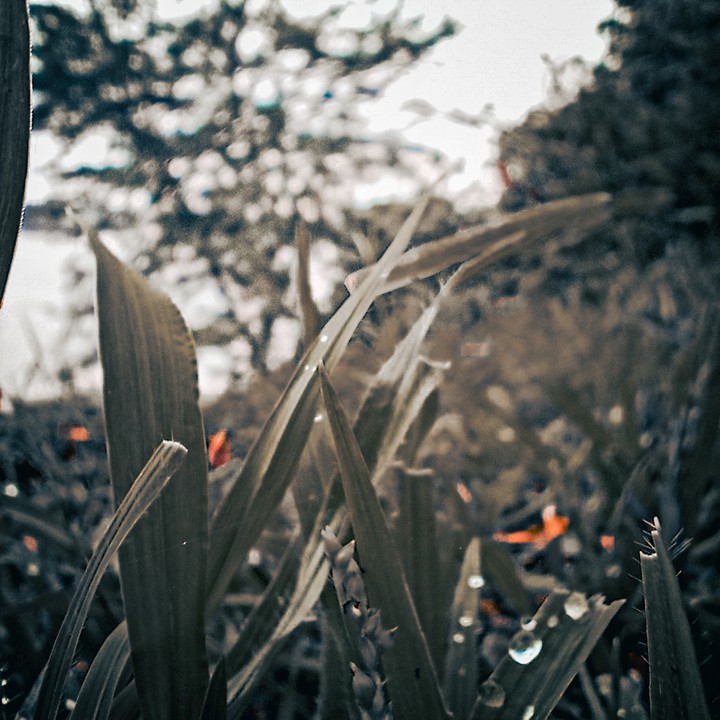 the plants