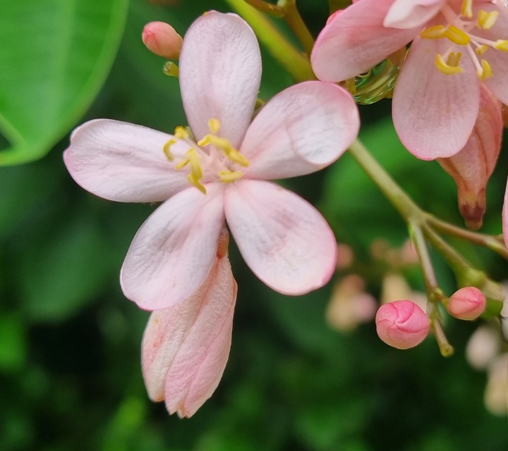 Pregrina 提琴桜