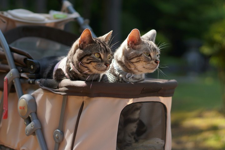 kats