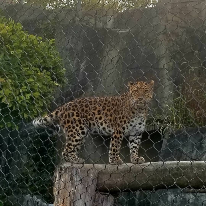 Amur Leopard