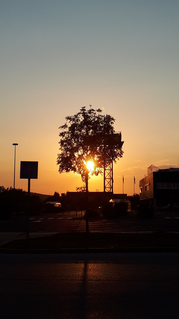 Tree in the sunset