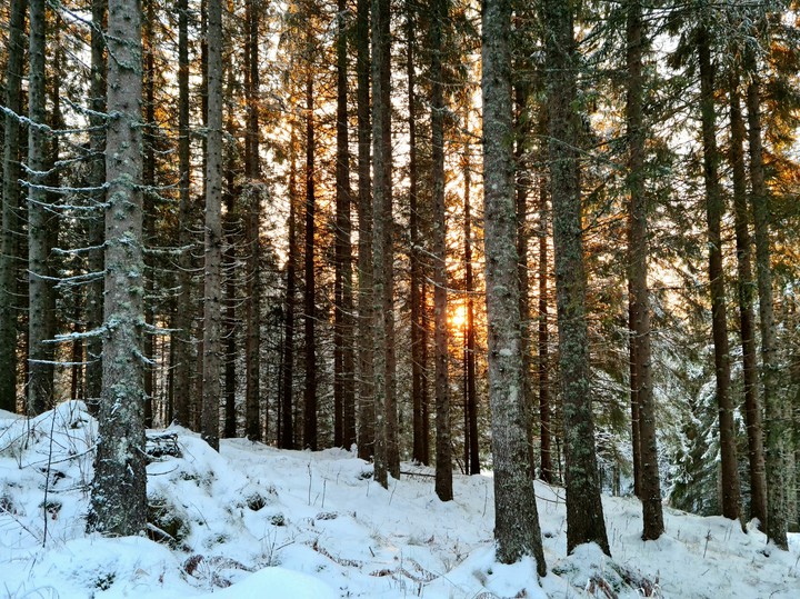 forest