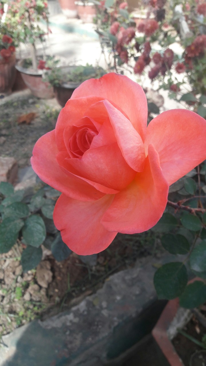 Rose#my garden#nature#pink#love#wintermorning