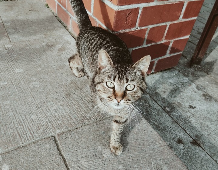 Cat
