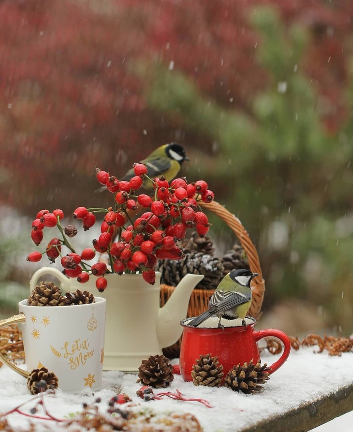 ❄️❤️❄️